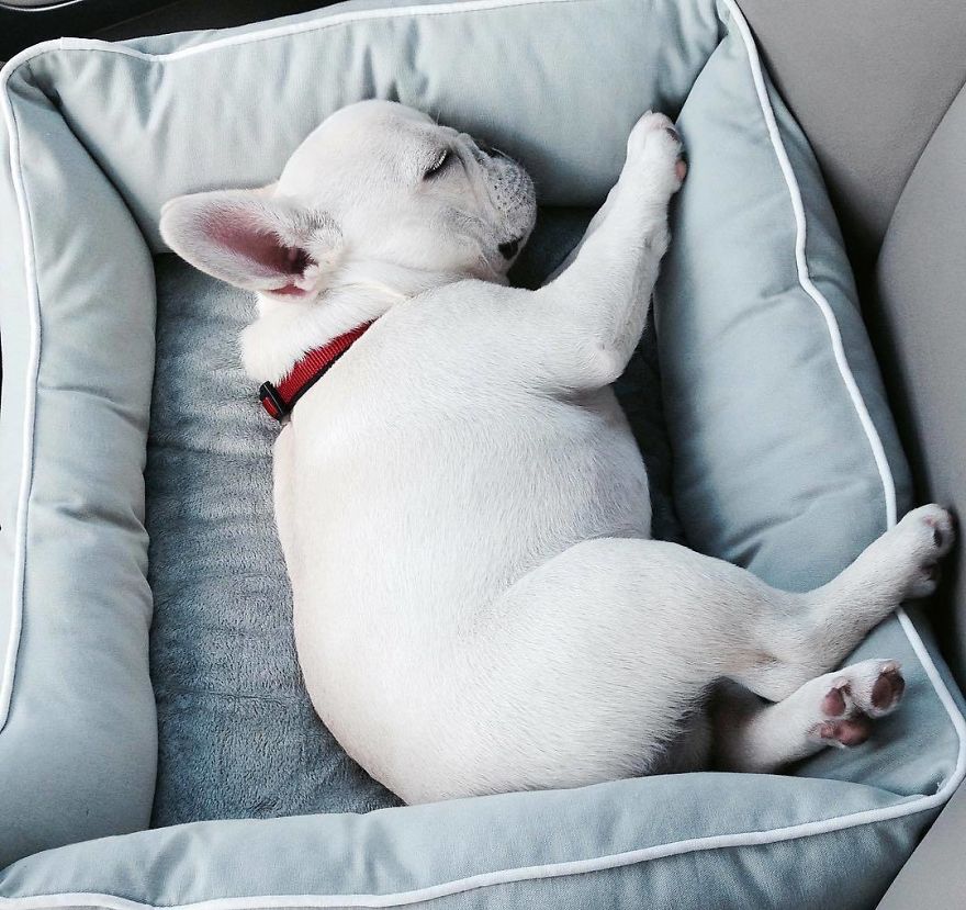 These Two Adorable French Bulldogs Will Make You Follow Them Now On Instagram