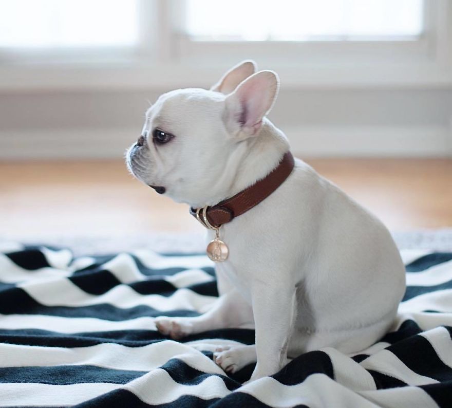 These Two Adorable French Bulldogs Will Make You Follow Them Now On Instagram