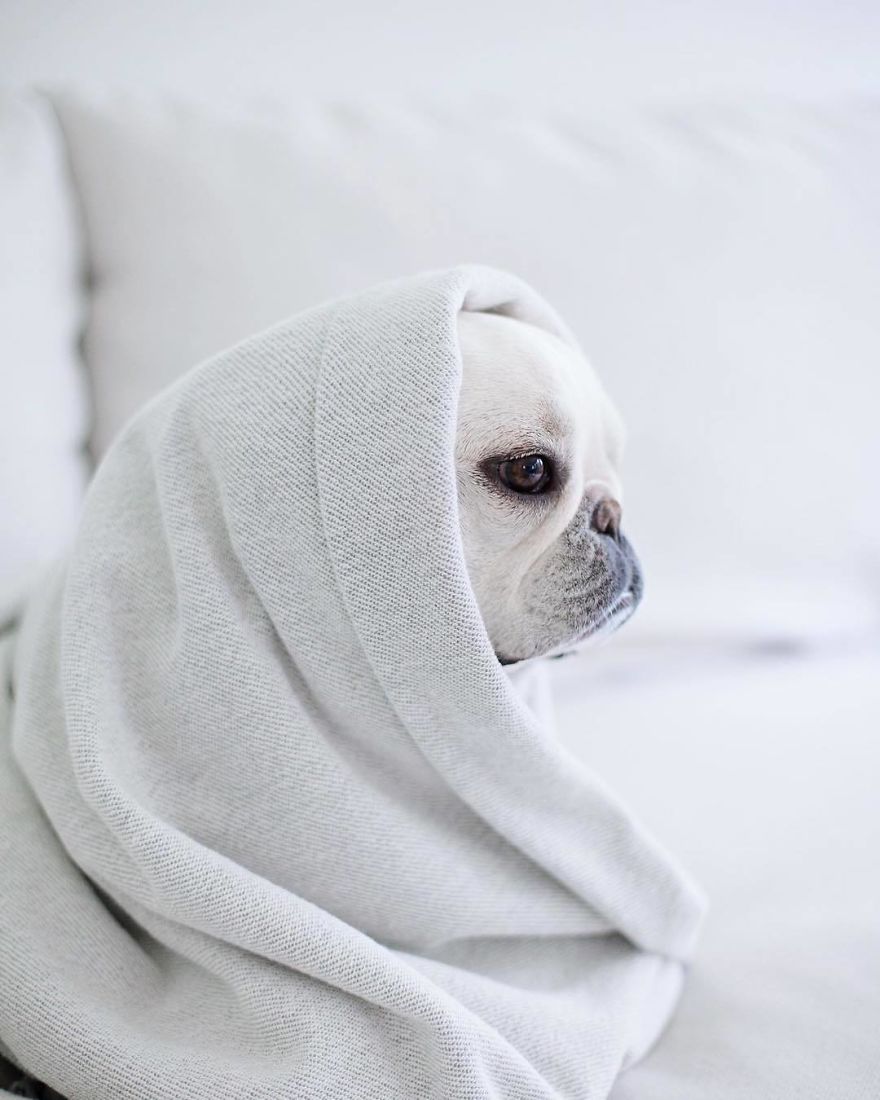 These Two Adorable French Bulldogs Will Make You Follow Them Now On Instagram