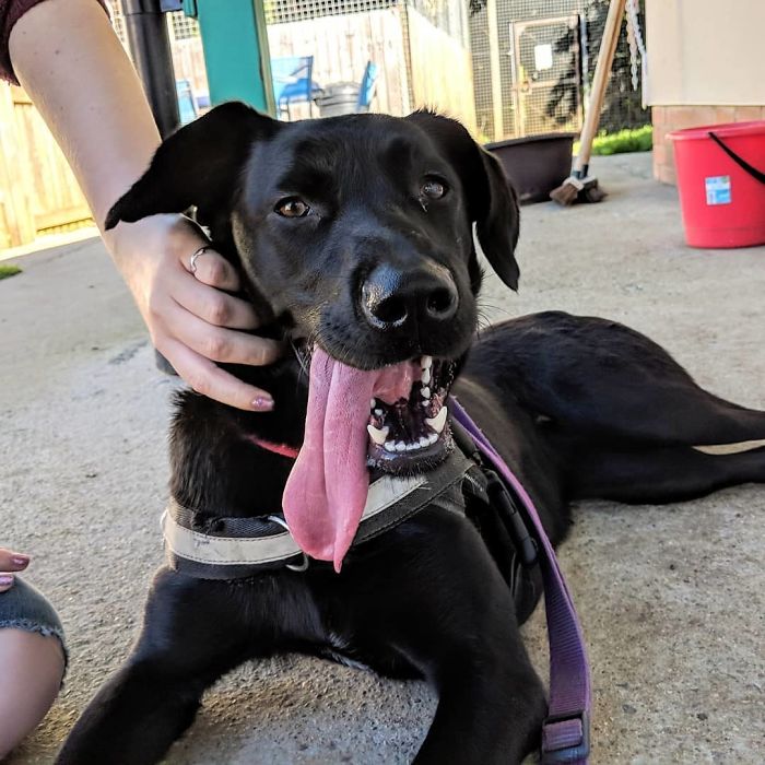 4 Guys Beg Their Neighbor To Let Them Play With Their Dog, Get A Wholesome Letter In Response 4 Guys Beg Their Neighbor To Let Them Play With Their Dog, Get A Wholesome Letter In Response