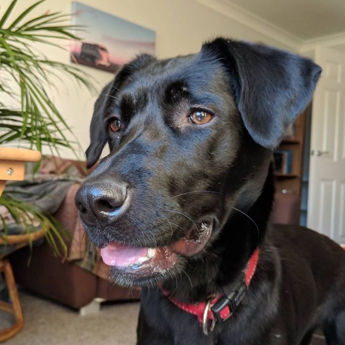 4 Guys Beg Their Neighbor To Let Them Play With Their Dog, Get A Wholesome Letter In Response 4 Guys Beg Their Neighbor To Let Them Play With Their Dog, Get A Wholesome Letter In Response