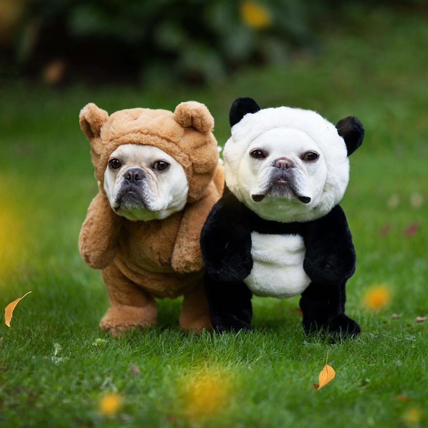 These Two Adorable French Bulldogs Will Make You Follow Them Now On Instagram