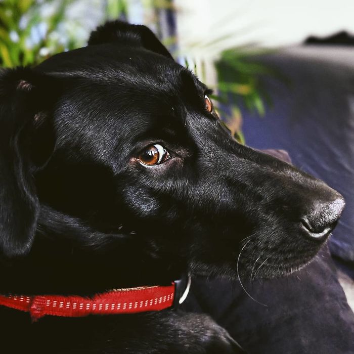 4 Guys Beg Their Neighbor To Let Them Play With Their Dog, Get A Wholesome Letter In Response 4 Guys Beg Their Neighbor To Let Them Play With Their Dog, Get A Wholesome Letter In Response