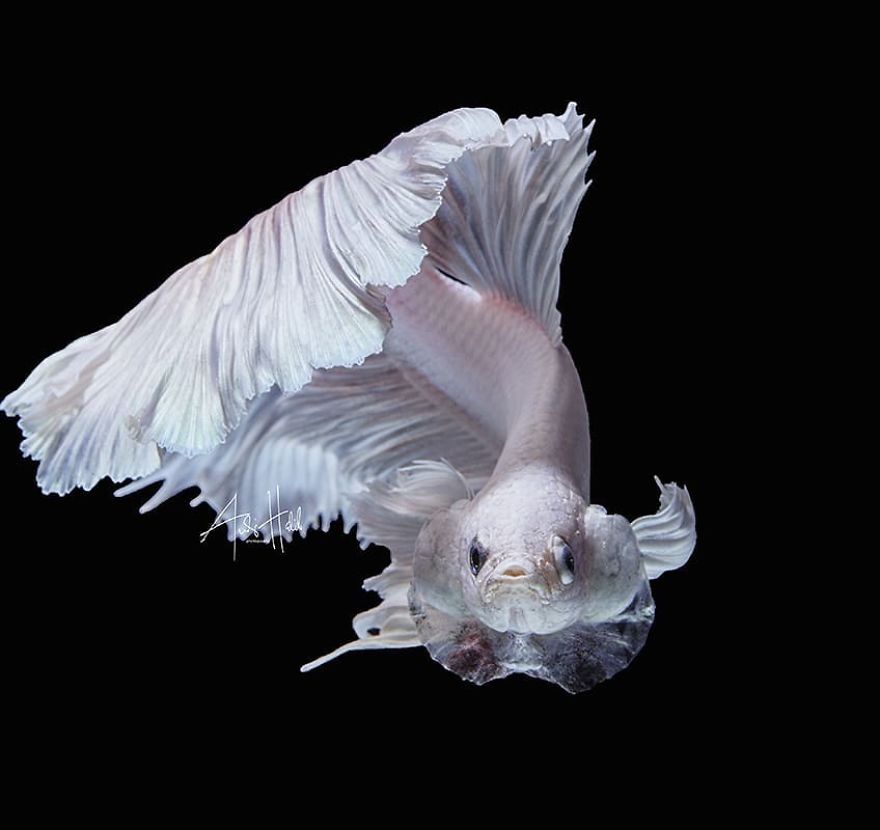 I Shoot Beta Fish With Amazing Colour And Character