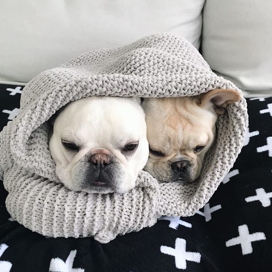 These Two Adorable French Bulldogs Will Make You Follow Them Now On Instagram