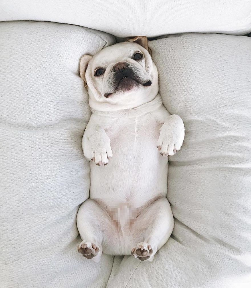 These Two Adorable French Bulldogs Will Make You Follow Them Now On Instagram