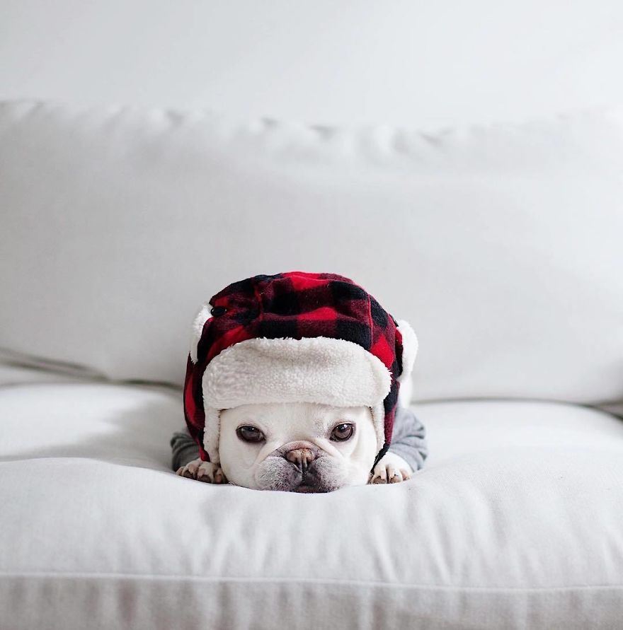 These Two Adorable French Bulldogs Will Make You Follow Them Now On Instagram