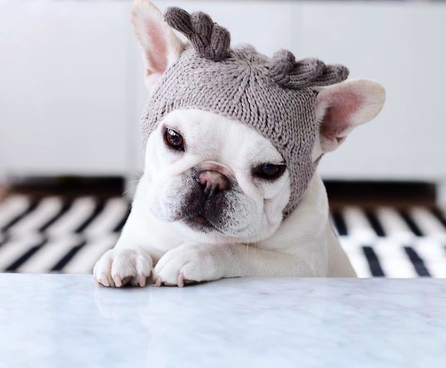 These Two Adorable French Bulldogs Will Make You Follow Them Now On Instagram
