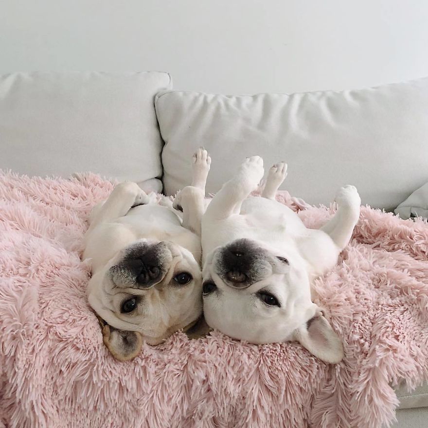 These Two Adorable French Bulldogs Will Make You Follow Them Now On Instagram