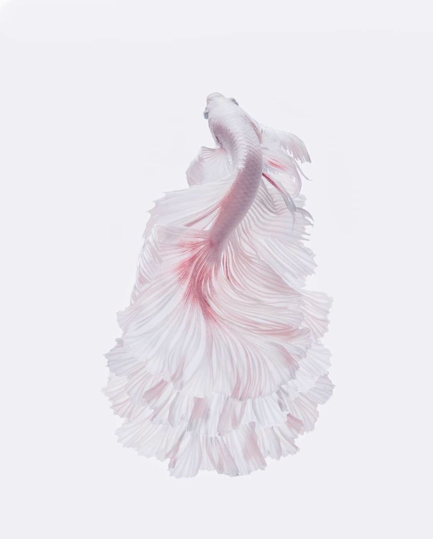 I Shoot Beta Fish With Amazing Colour And Character