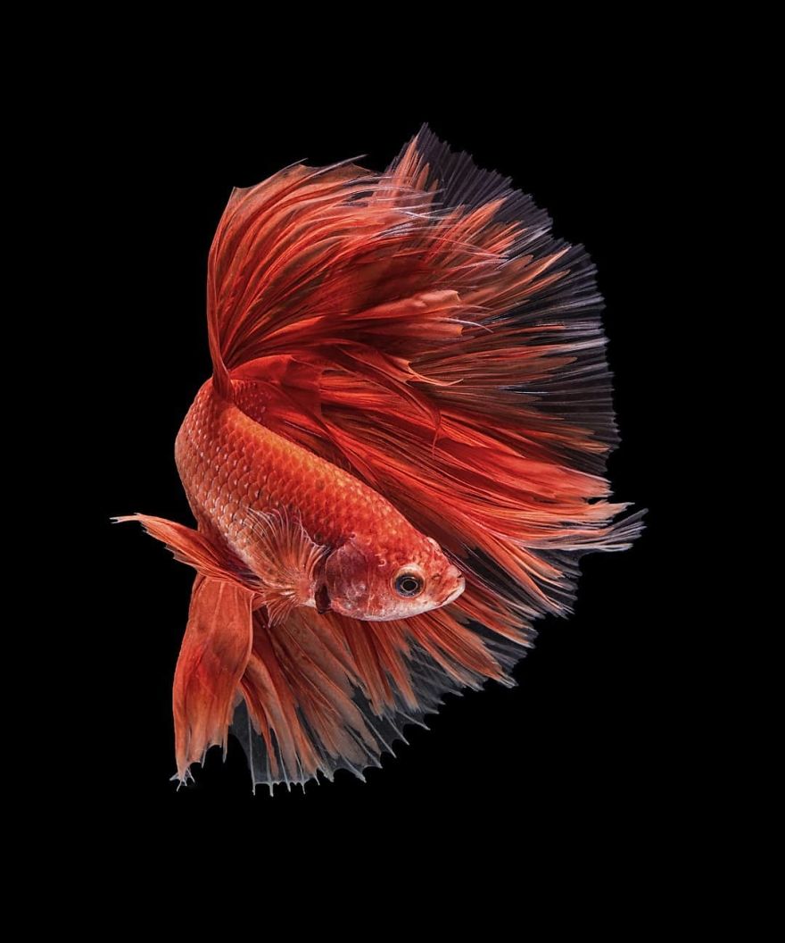 I Shoot Beta Fish With Amazing Colour And Character