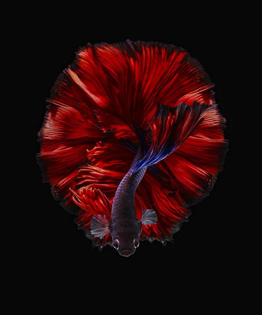 I Shoot Beta Fish With Amazing Colour And Character