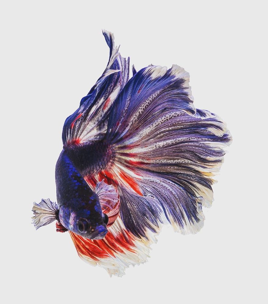 I Shoot Beta Fish With Amazing Colour And Character