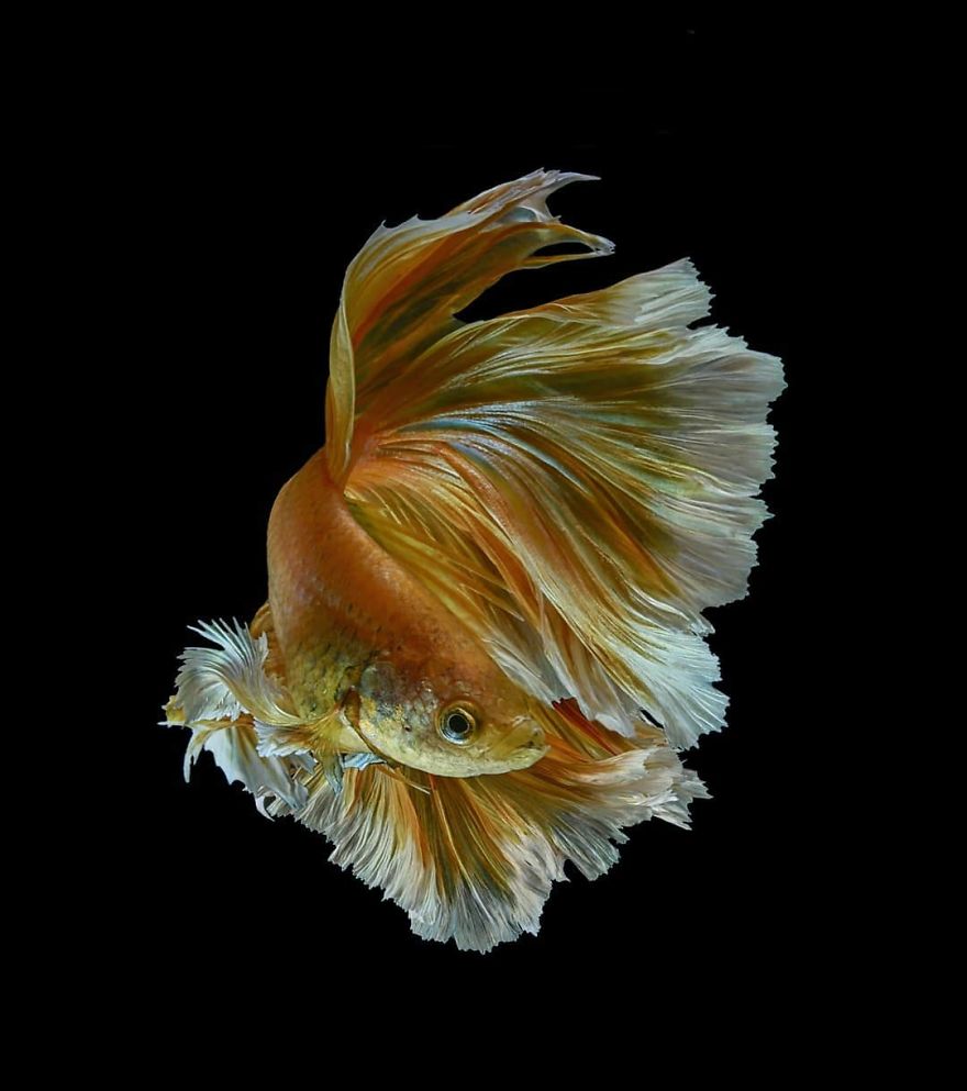 I Shoot Beta Fish With Amazing Colour And Character
