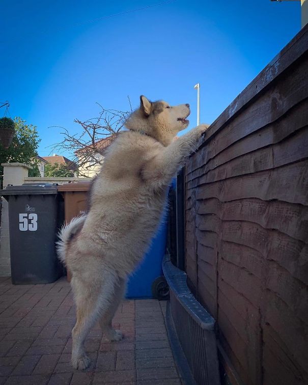 Just Telling The Window Cleaner How To Do His Job Better