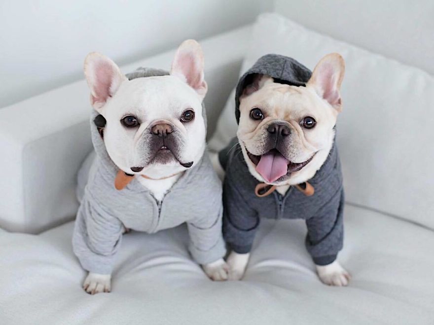 These Two Adorable French Bulldogs Will Make You Follow Them Now On Instagram