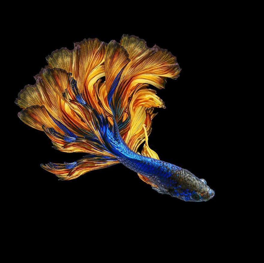 I Shoot Beta Fish With Amazing Colour And Character
