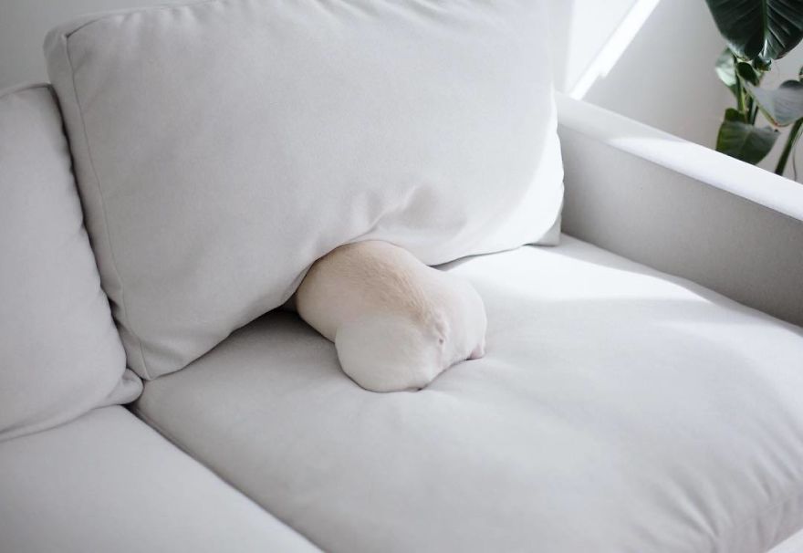 These Two Adorable French Bulldogs Will Make You Follow Them Now On Instagram