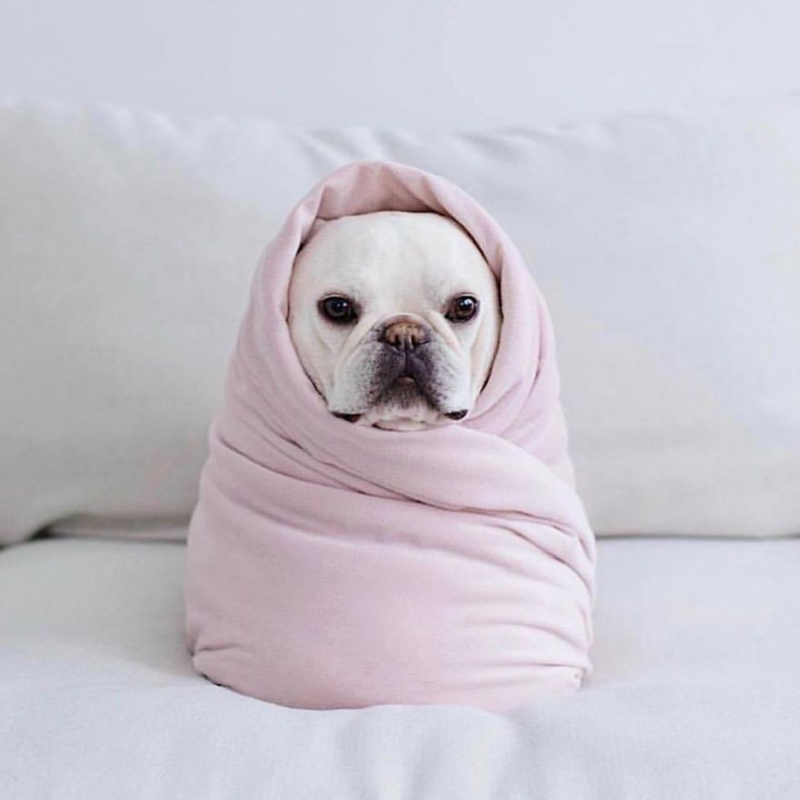 These Two Adorable French Bulldogs Will Make You Follow Them Now On Instagram
