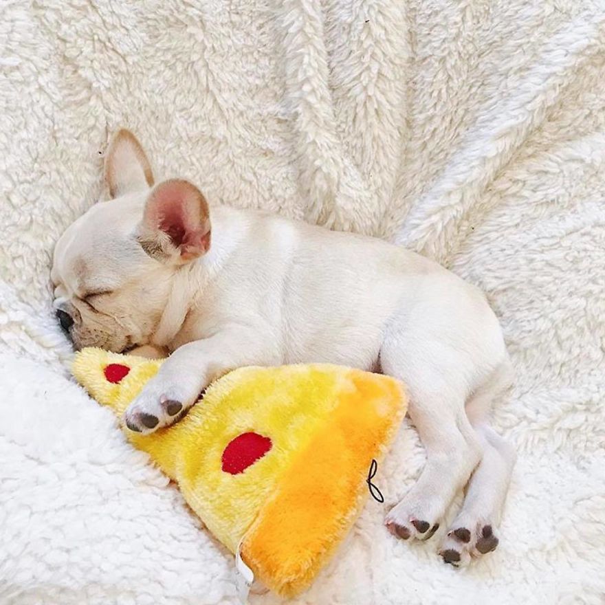 These Two Adorable French Bulldogs Will Make You Follow Them Now On Instagram