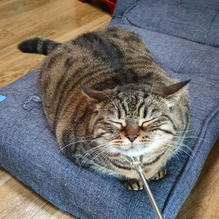 Manggo Cat Expressions