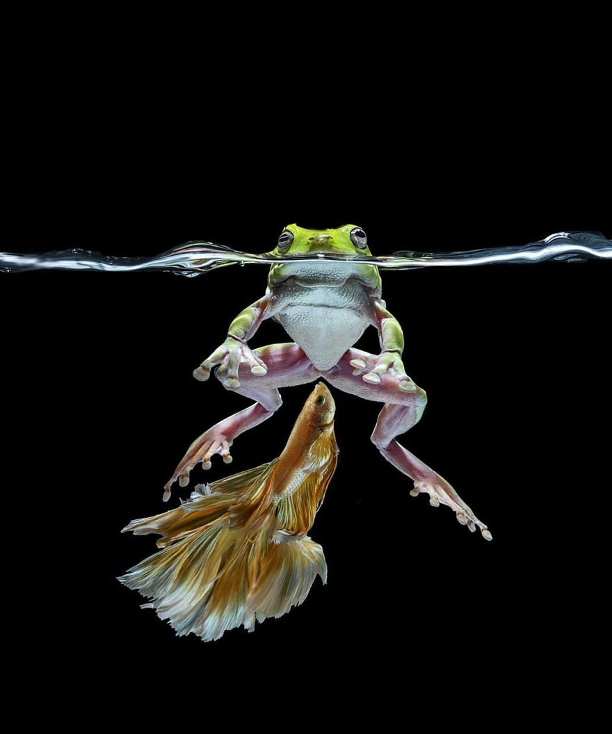 I Shoot Beta Fish With Amazing Colour And Character