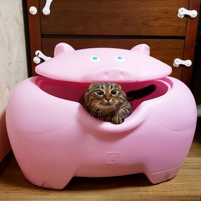 Manggo Cat Expressions