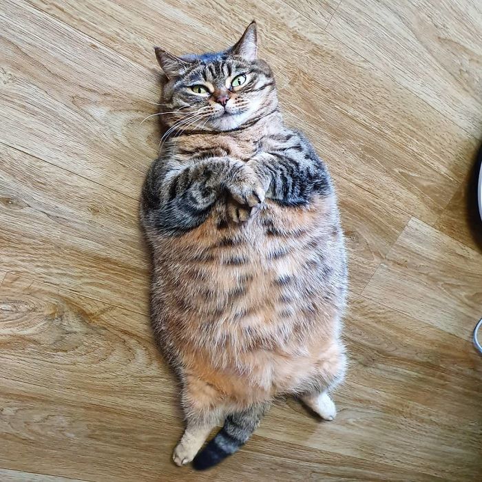 Manggo Cat Expressions