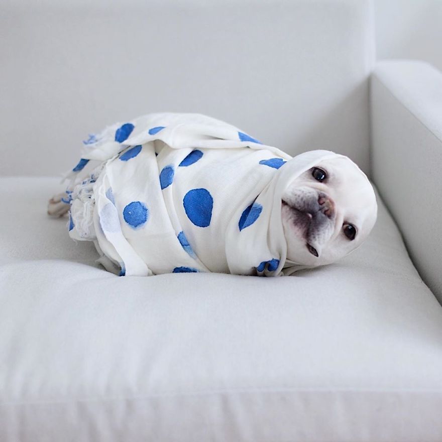 These Two Adorable French Bulldogs Will Make You Follow Them Now On Instagram