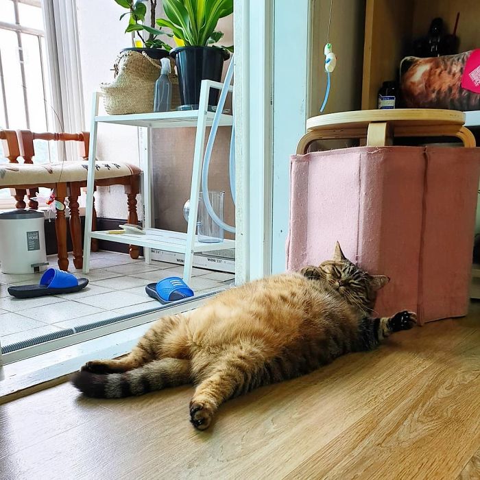 Manggo Cat Expressions