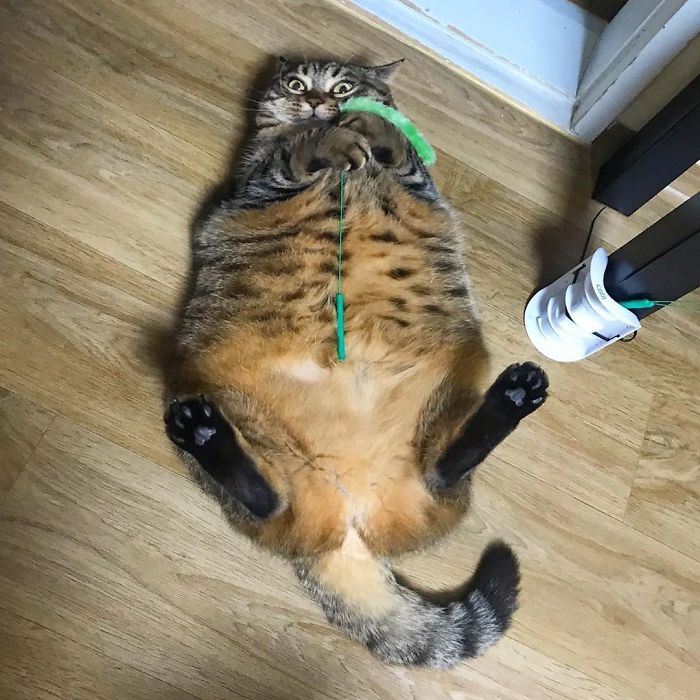 Manggo Cat Expressions