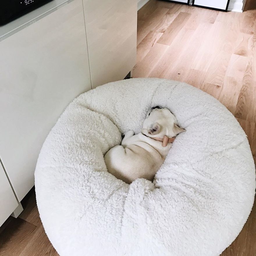 These Two Adorable French Bulldogs Will Make You Follow Them Now On Instagram