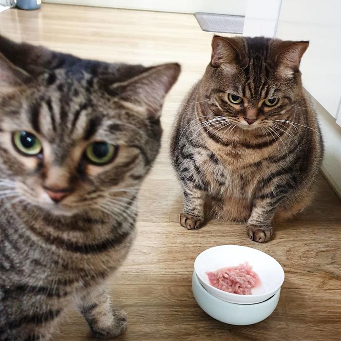 Manggo Cat Expressions