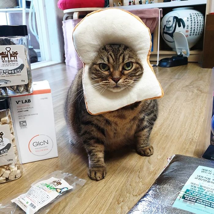 Manggo Cat Expressions