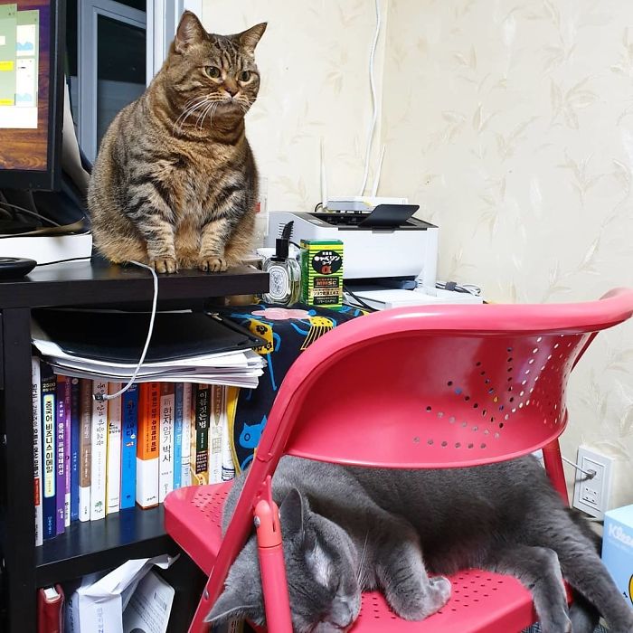 Manggo Cat Expressions