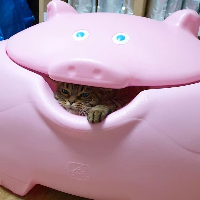 Manggo Cat Expressions