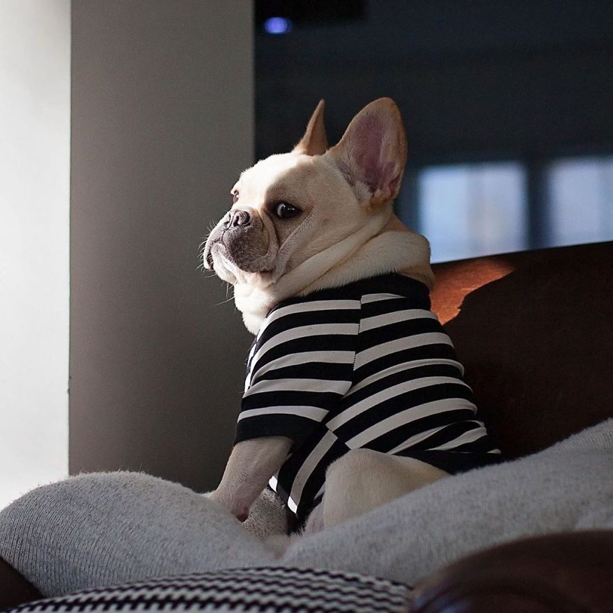 These Two Adorable French Bulldogs Will Make You Follow Them Now On Instagram