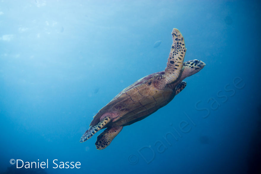 I Spent Hours Scuba Diving Photographing The Endangered Hawksbill Sea Turtles