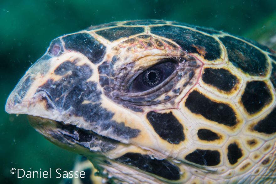 I Spent Hours Scuba Diving Photographing The Endangered Hawksbill Sea Turtles