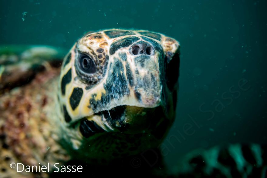 I Spent Hours Scuba Diving Photographing The Endangered Hawksbill Sea Turtles