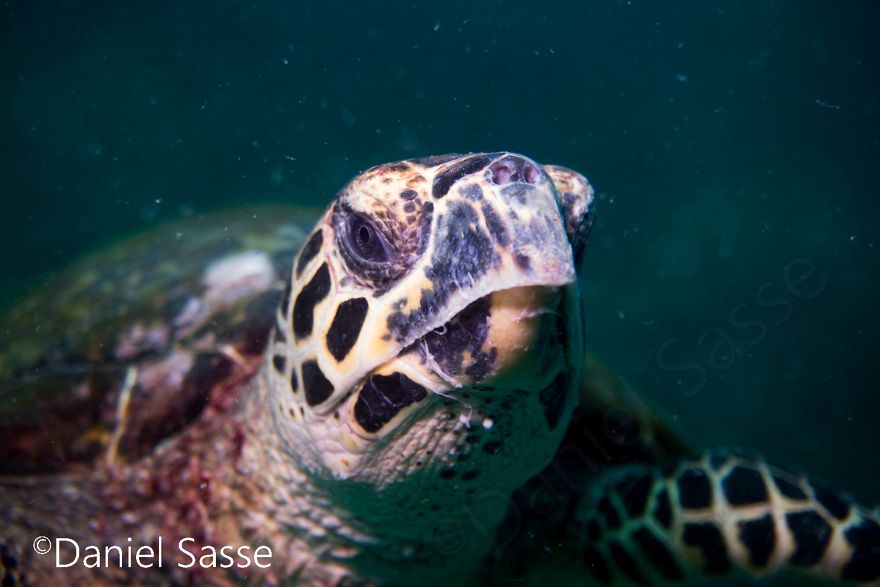 I Spent Hours Scuba Diving Photographing The Endangered Hawksbill Sea Turtles