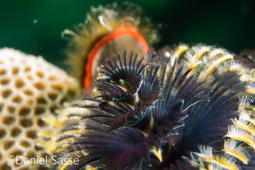 Christmas Tree Worm #5