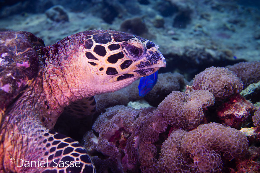 I Spent Hours Scuba Diving Photographing The Endangered Hawksbill Sea Turtles