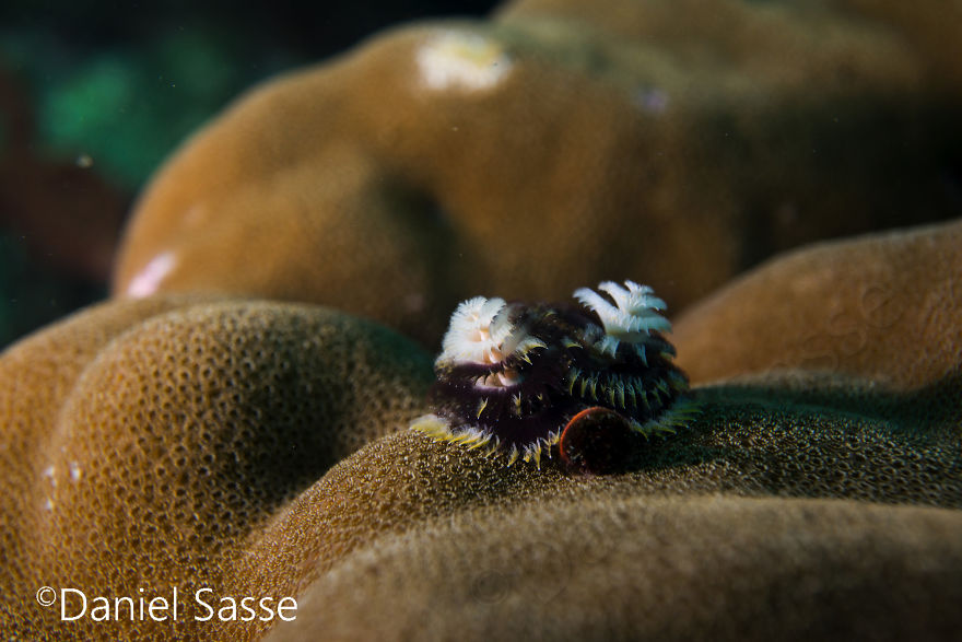 Christmas Tree Worm #13