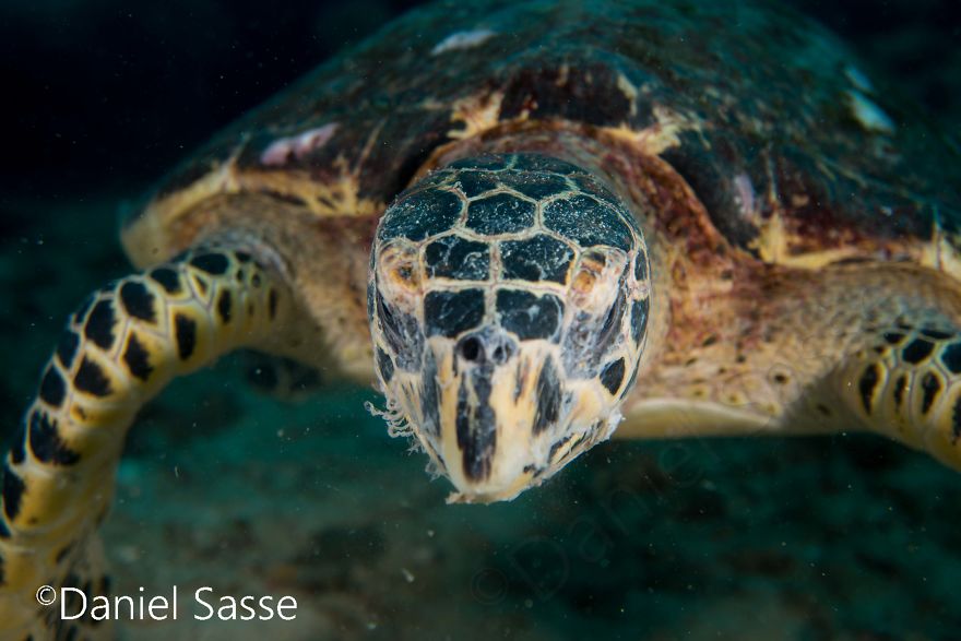 I Spent Hours Scuba Diving Photographing The Endangered Hawksbill Sea Turtles
