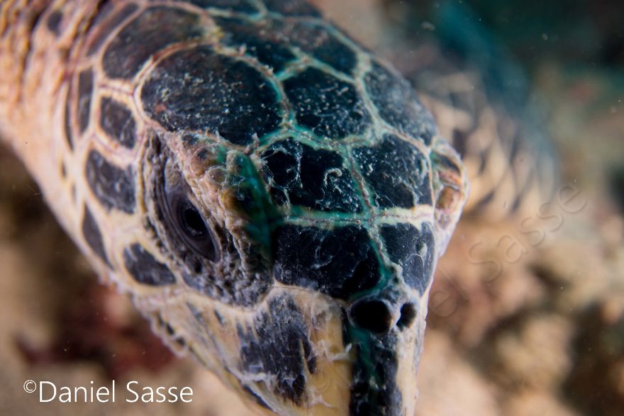 I Spent Hours Scuba Diving Photographing The Endangered Hawksbill Sea Turtles