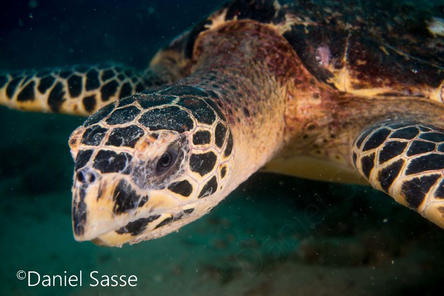 I Spent Hours Scuba Diving Photographing The Endangered Hawksbill Sea Turtles
