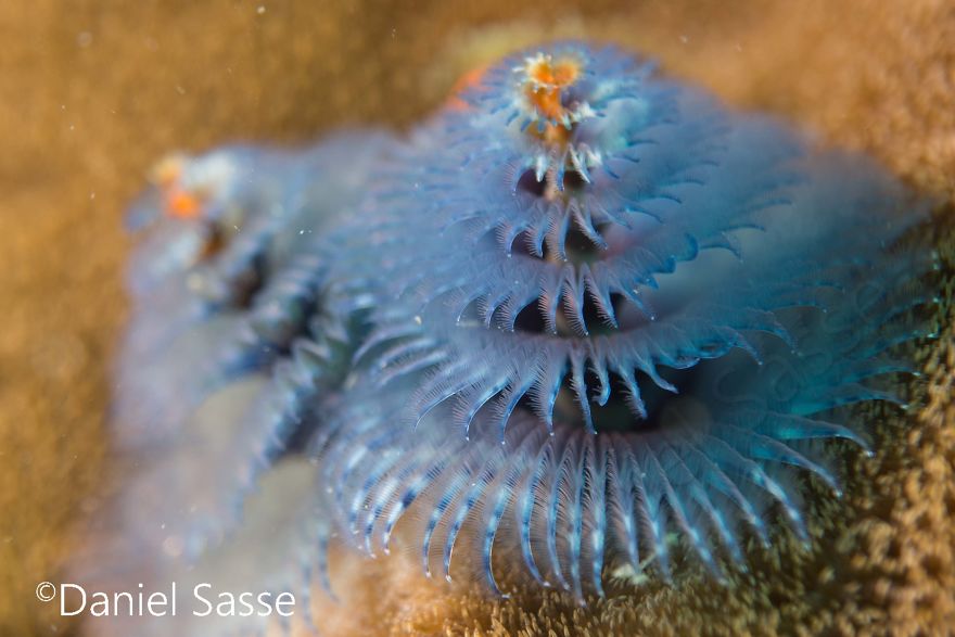 Christmas Tree Worm #3
