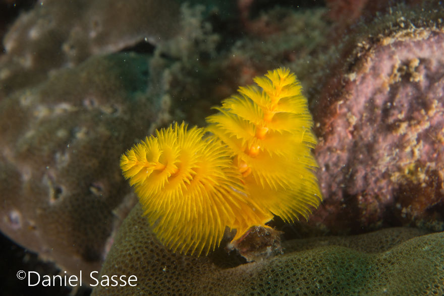 Christmas Tree Worm #6