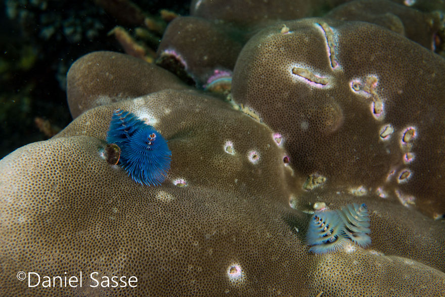 Christmas Tree Worm #11